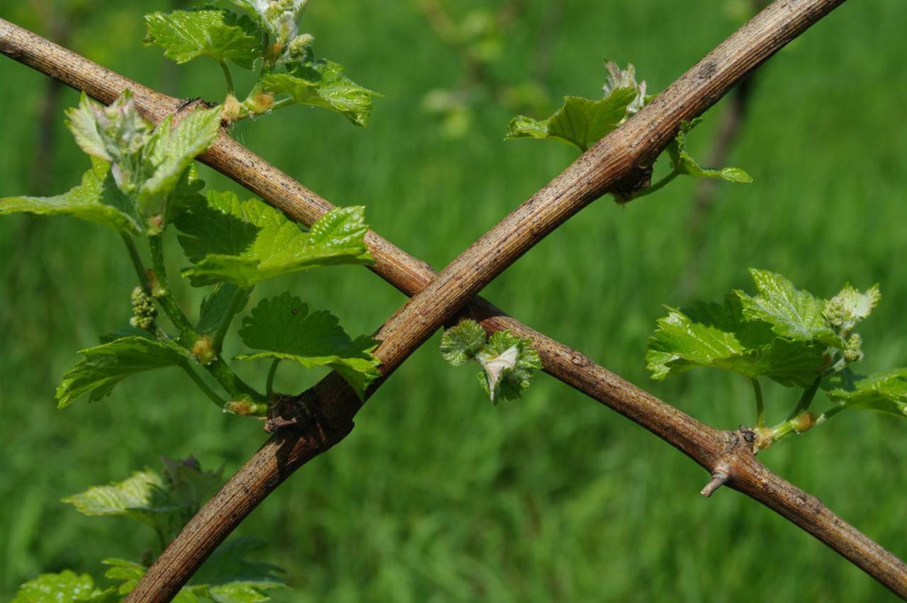 Weingut- Gaestezimmer Marko Leutschach Buitenkant foto