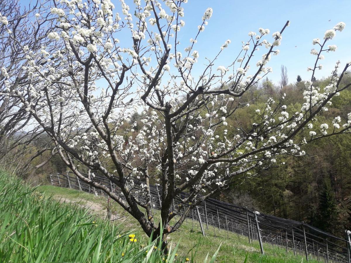 Weingut- Gaestezimmer Marko Leutschach Buitenkant foto